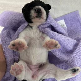Purple female is reserved - Black and white female Portuguese Water Dog puppy in Des Moines, Iowa from Stacy's PWD Portuguese Water Dogs