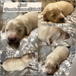 Lumi - Cream female Dachshund puppy in Meadville, Pennsylvania from Four Seasons Dachshunds