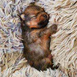 Forrest (AKC) - Orange sable male Pomeranian puppy in West Newton, Pennsylvania from Donna's Pomeranians