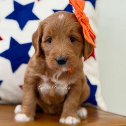 Orange collar JESSIE - Apricot female Goldendoodle puppy in Salem, Utah from Aspen Doodles Utah