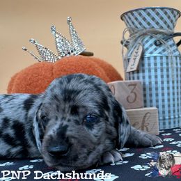 Mr.Deacon - Dapple male Dachshund puppy in Ben Wheeler, Texas from P&P Dachshunds