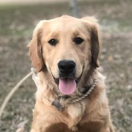 Golden Retrievers and Labrador Retrievers from Beards Creek Kennels