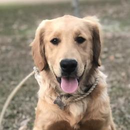 Golden Retrievers and Labrador Retrievers from Beards Creek Kennels