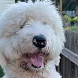 Aussiedoodles, Bernedoodles, Goldendoodles, Poodles, and Sheepadoodles from Kitandkboodle's Doodles
