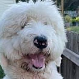Aussiedoodles, Bernedoodles, Goldendoodles, Poodles, and Sheepadoodles from Kitandkboodle's Doodles