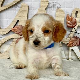 Mr. Blue-2000 - Piebald male Dachshund puppy in Ocala/Gainesville, Florida from From the Heart Doxies
