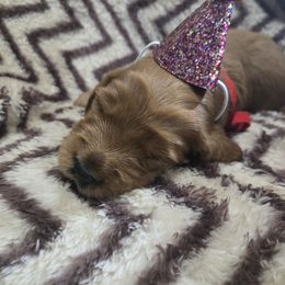 Orlando Hermando - Apricot male Goldendoodle puppy in Newark, New Jersey from Westmorelandislandpups