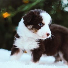 German Shepherd and Sporty Mix Puppies from Savage K9 Kennels