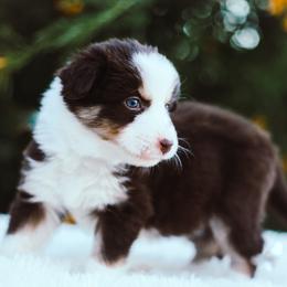 German Shepherd and Sporty Mix Puppies from Savage K9 Kennels