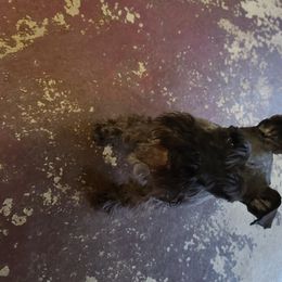 Jazz - Miniature Schnauzer