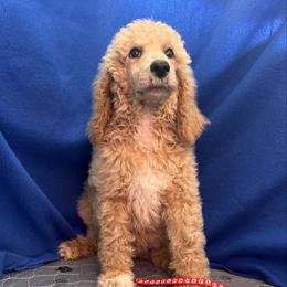 Red - Cream male Poodle puppy in Mauston, Wisconsin from Quiverfull Acres