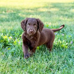 Chocolates - male Golden Mountain Doodle puppy in Rome, Georgia from Victoria’s Designer Doodles