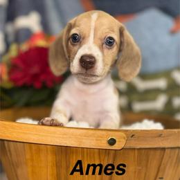 Ames - Cream male Dachshund puppy in Lexington, Oklahoma from BooneDox Miniature Dachshunds