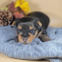 Red collar boy - Black and tan male Yorkshire Terrier puppy in Jacksonville, Florida from Yorkieology