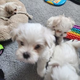 Maltese Puppies from Arizona Maltese Gems