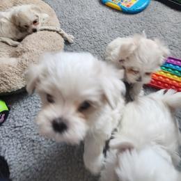 Maltese Puppies from Arizona Maltese Gems