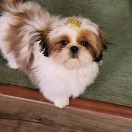 Shih Tzu Puppies from Willow Lane Shih Tzus