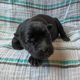 Cassia (Lime) - Gold brindle female Dutch Shepherd puppy in Slippery Rock, Pennsylvania from Pytka Performance K9