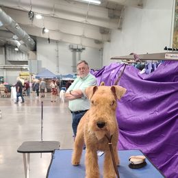 Giant Schnauzer and Lakeland Terrier Puppies from Lazy VL Lakelands