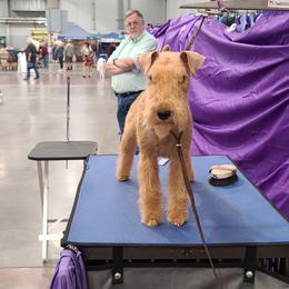 Giant Schnauzer and Lakeland Terrier Puppies from Lazy VL Lakelands