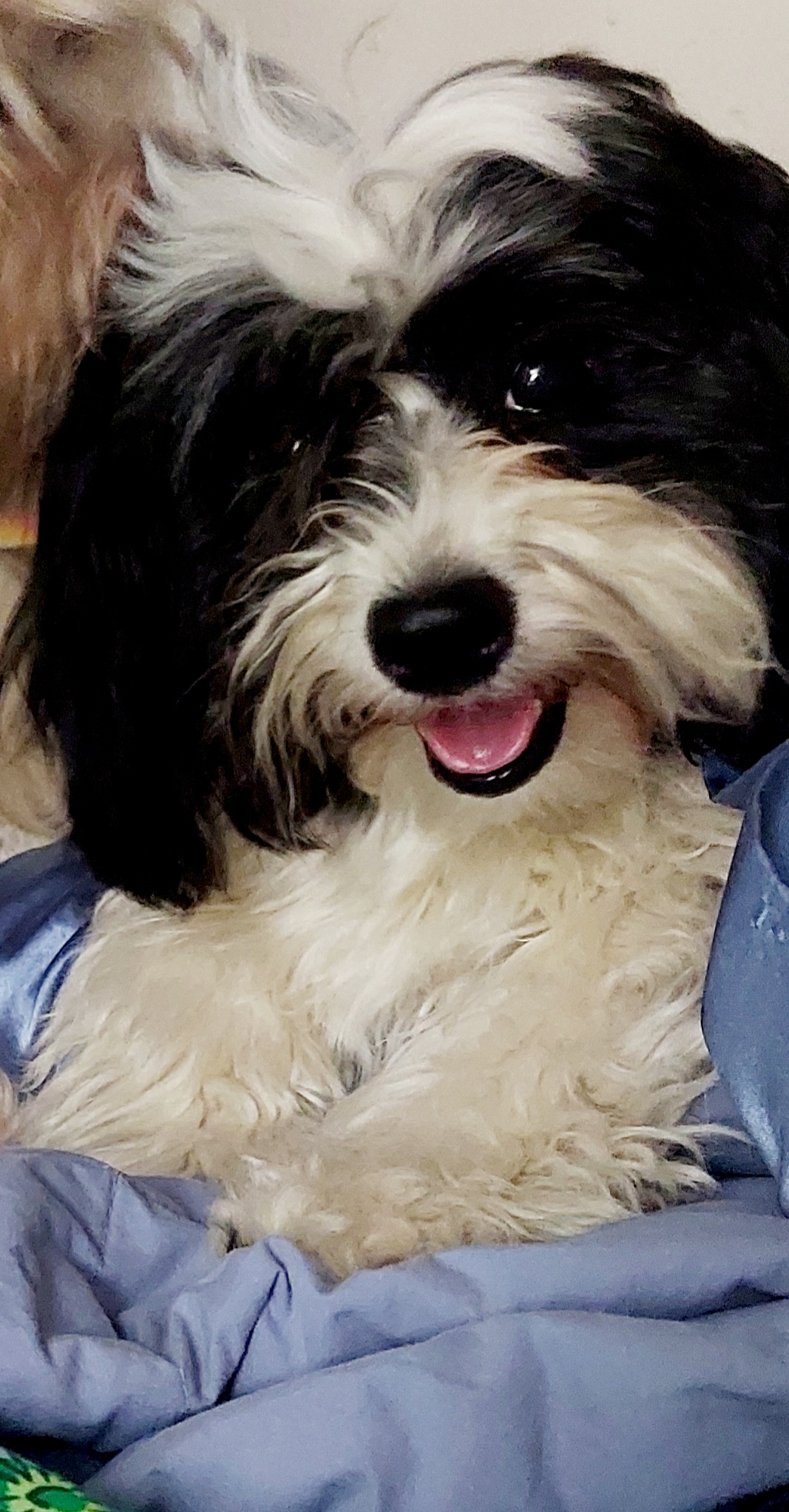 Cabo - Havanese