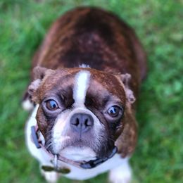 Hilda - Boston Terrier