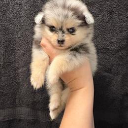 Oreo - Black and tan female Pomeranian puppy in Texas from Tiny Tornado Poms