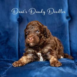 Aussiedoodle Puppies from Dani's Dandy Doodles