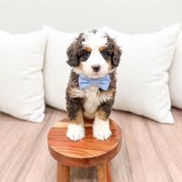 Jake 5203 - Blue merle male Bernedoodle puppy in Ormond Beach, Florida from Florida Coast Doodles