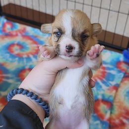 Pembroke Welsh Corgi Puppies from Millsinn Corgis