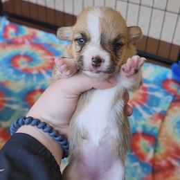 Pembroke Welsh Corgi Puppies from Millsinn Corgis