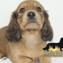Dachshund Puppies from Piney Woods Miniature Dachshunds LLC