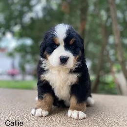 Callie - Bernese Mountain Dog puppy in New Haven, Indiana from Milan Berners