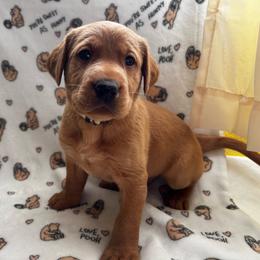 Spade - Yellow male Labrador Retriever puppy in Melrose, New Mexico from ECMO Farm Dalmatians & Labrador Retrievers