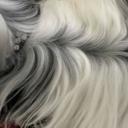 Biewer Terrier and Yorkshire Terrier Puppies from York Town California