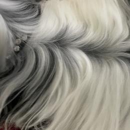 Biewer Terrier and Yorkshire Terrier Puppies from York Town California