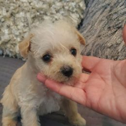 Peanut - Apricot female Schnoodle puppy in Arkansas from Harper's Pups
