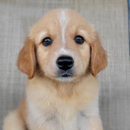 Princess Australian Retriever - Yellow female Australian Shepherd puppy in Limestone, Tennessee from Pilot Hill Teddy Bear Puppies