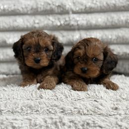 Cricket - Sable male Cavapoo puppy in 77304, Texas from Little Valley Puppies