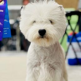 Rose - West Highland White Terrier