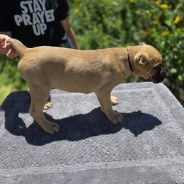 Trace - Fawn male Cane Corso puppy in Klamath Falls, Oregon from Sharon Lloyd