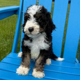 Hanna - Tri-color female Bernedoodle puppy in Battle Creek, Michigan from T-Rose’s Bernedoodle & Pomsky Puppies
