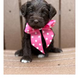 Miss Hot Pink - Chocolate female Australian Labradoodle puppy in Wake Forest, North Carolina from Lucky Country Labradoodles