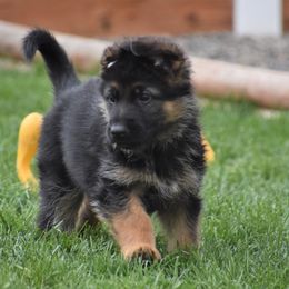 German Shepherd Puppies from Carner German Shepherds