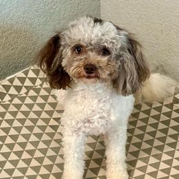 Bambi - Poodle