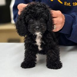 Mercedes - Black and white female Cockapoo puppy in West Point, Mississippi from Golden Paws