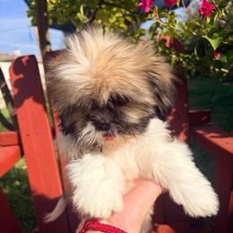 Ava - Liver female Shih Tzu puppy in Hemet, California from Aloha Shih Tzu