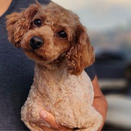 Blaze - Poodle