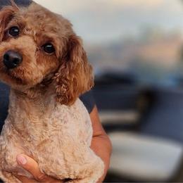 Blaze - Poodle