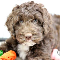 Mr Green - Liver and white male Springerdoodle puppy in Kendall, New York from Family Raised Doodles